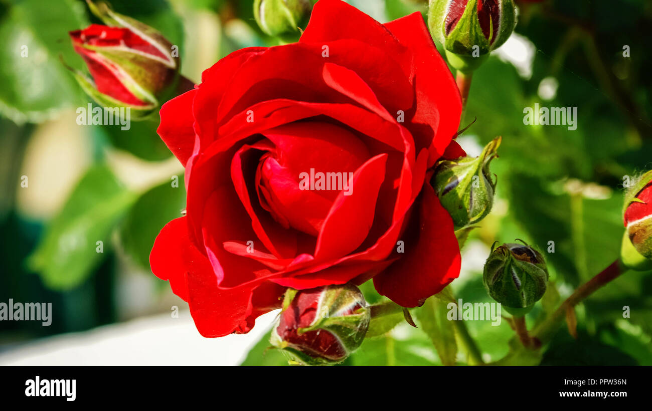 Bright Red Roses Type Bright red roses with buds against green bush. Beautiful scarlet roses ...