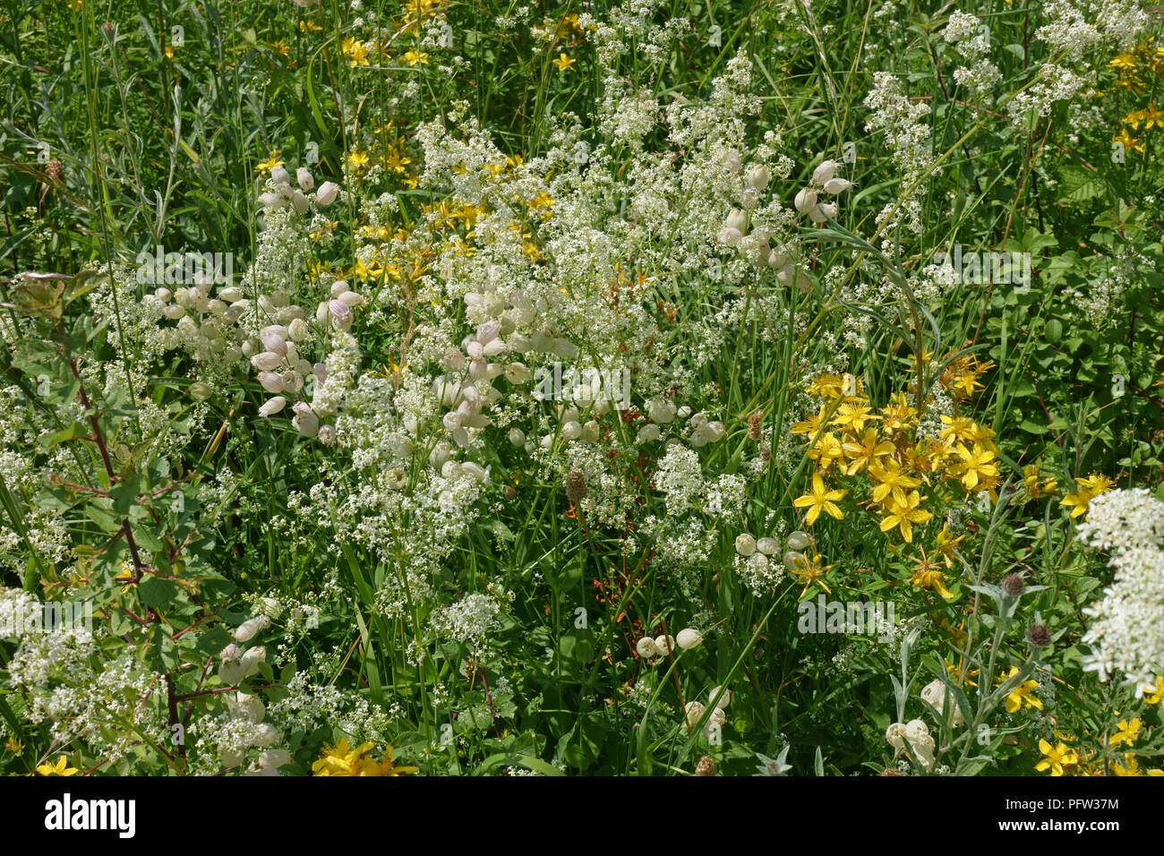 St John's wort, bladder campion, hedge bedstraw, flowering in high summer on chalk downland, Berkshire, June Stock Photo