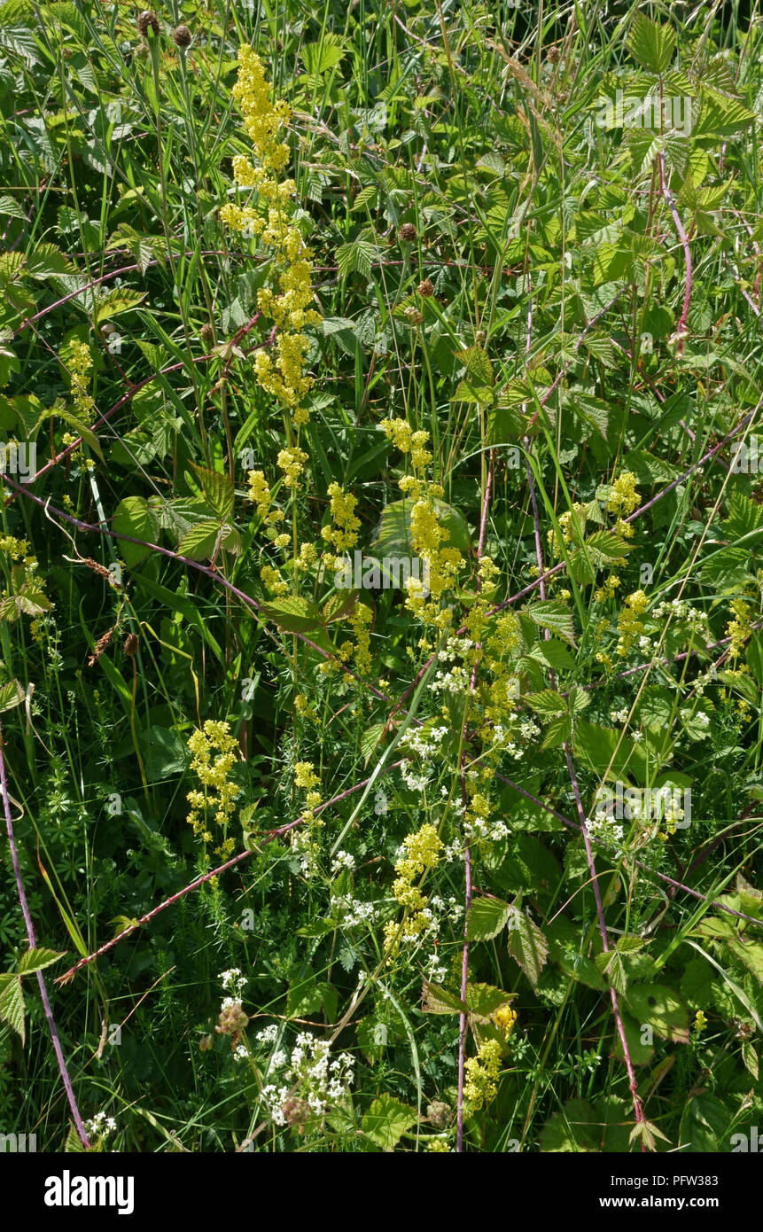 Lady's bedstraw, Galium verum, yellow flowers with other chalk downland plants in summer, Berkshire, June Stock Photo