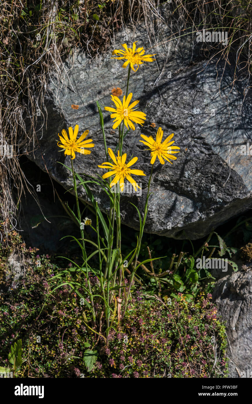 Alpine ragwort senecio alpinus hi-res stock photography and images - Alamy