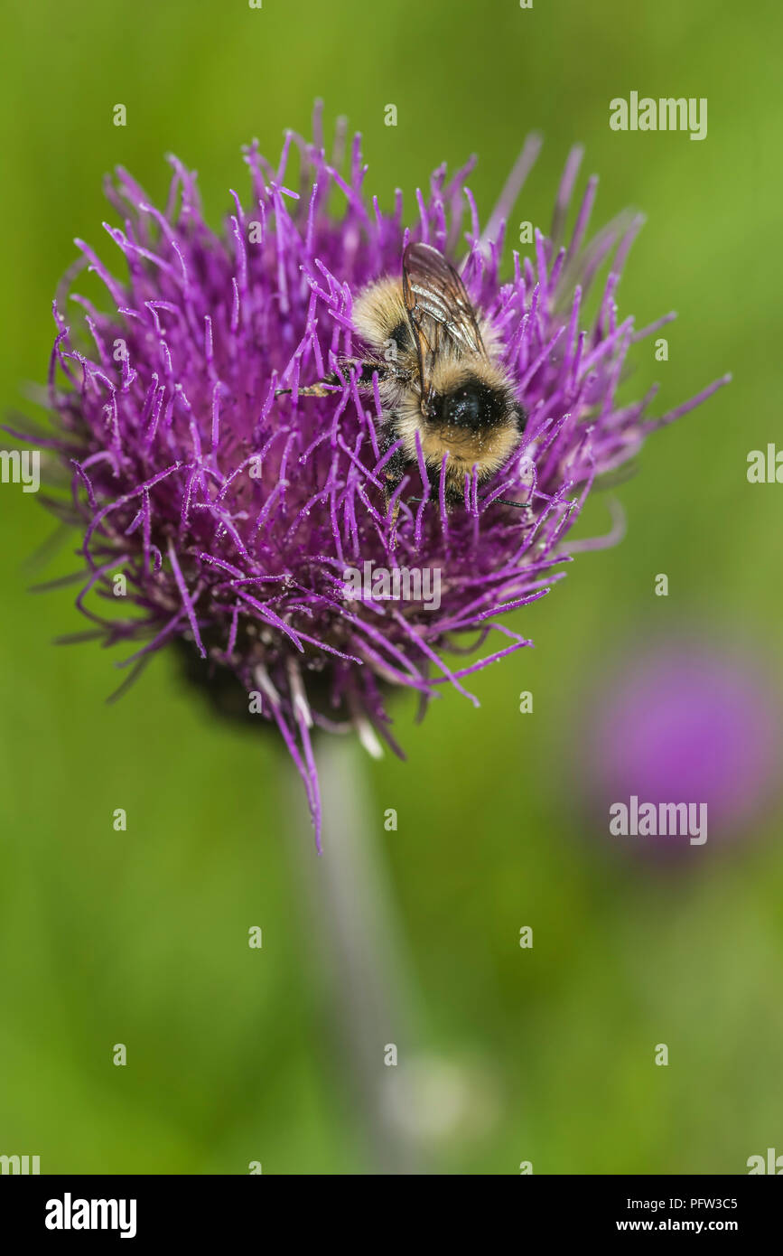 Alpine valerian hi-res stock photography and images - Alamy