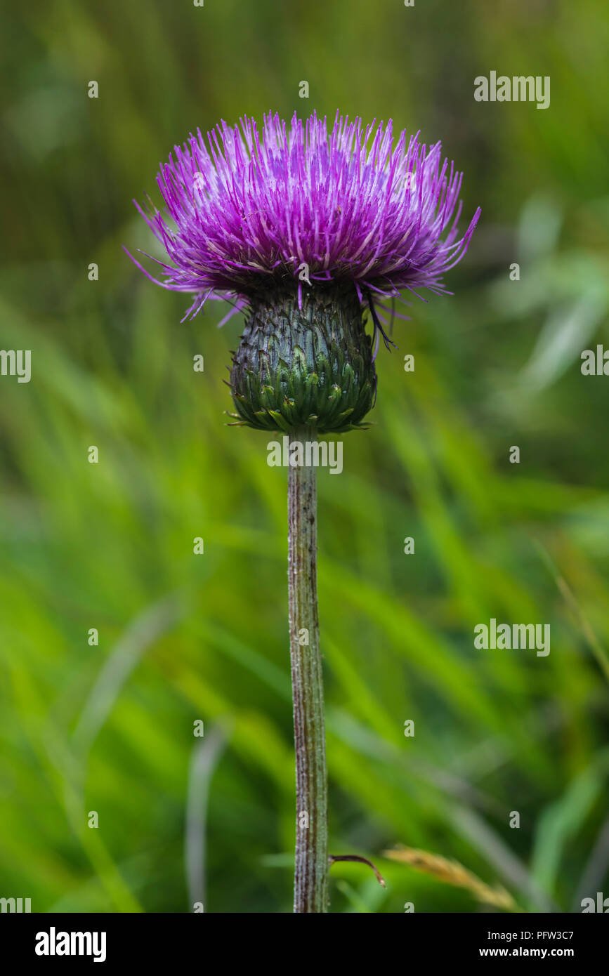 Giant Knapweed Alpine Flower [ Rhaponticum Scariosum] Stock Photo