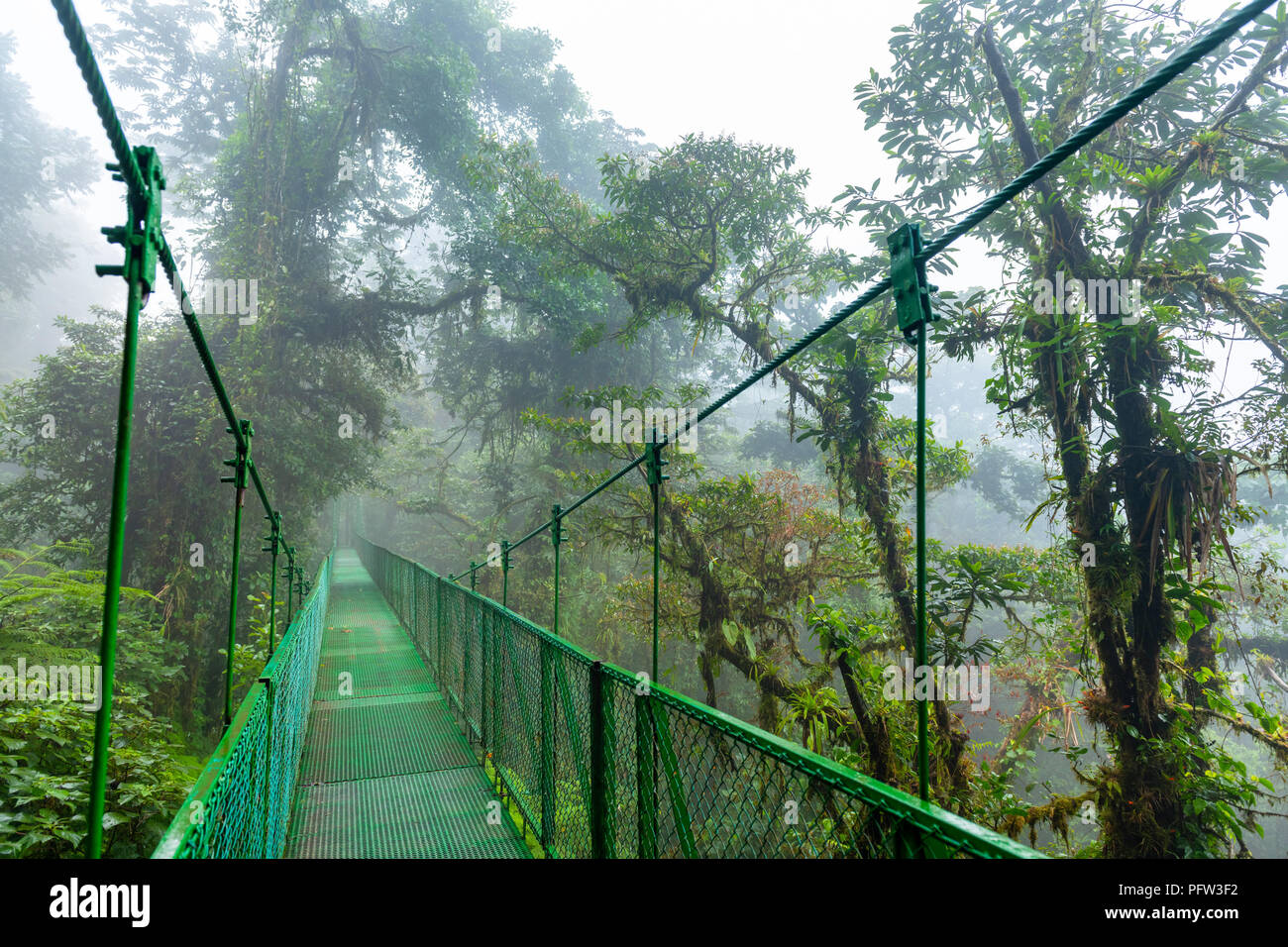 Hanging Bride in Costa Rica Cloudforest. Stock Photo