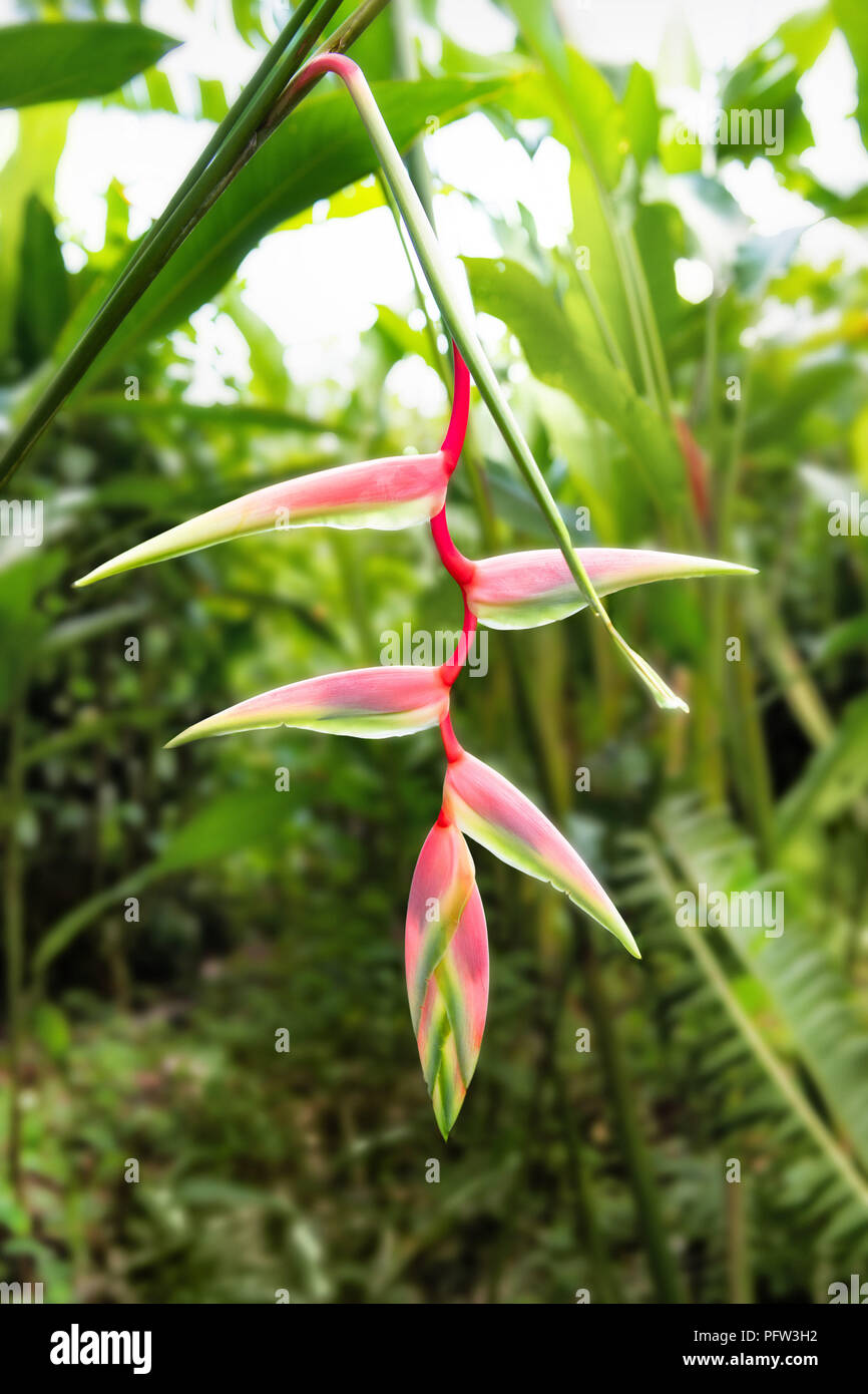 Pink Flower Heliconia pendula Stock Photo