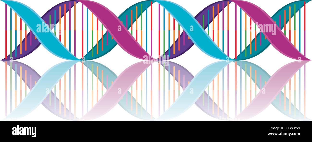 horizontal dna chain science colorful icon Stock Vector