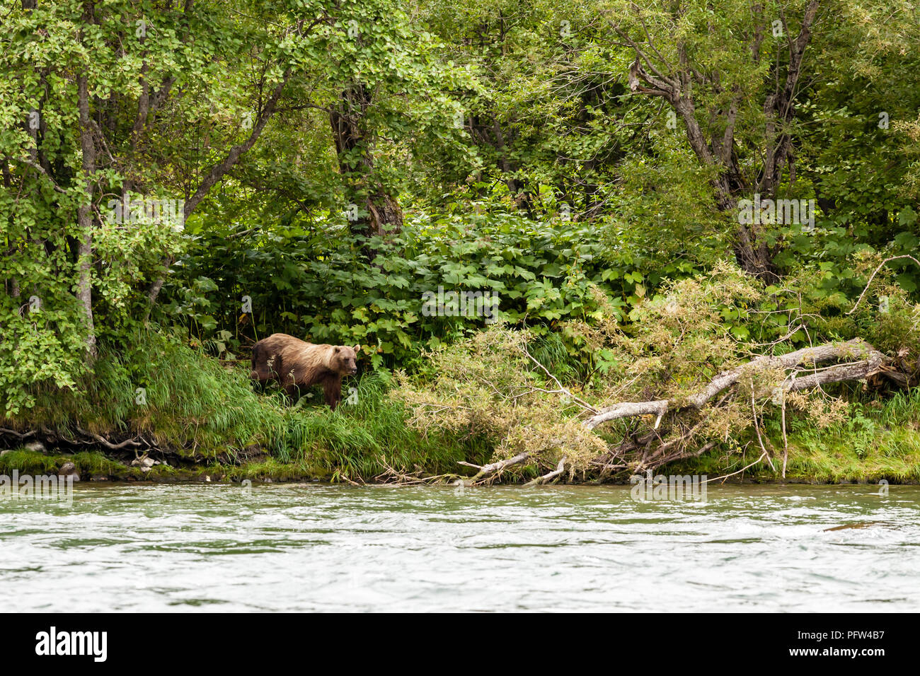 Brown bear (Ursus arctos beringianus) fishing in the river. Kamchatka, Russia Stock Photo
