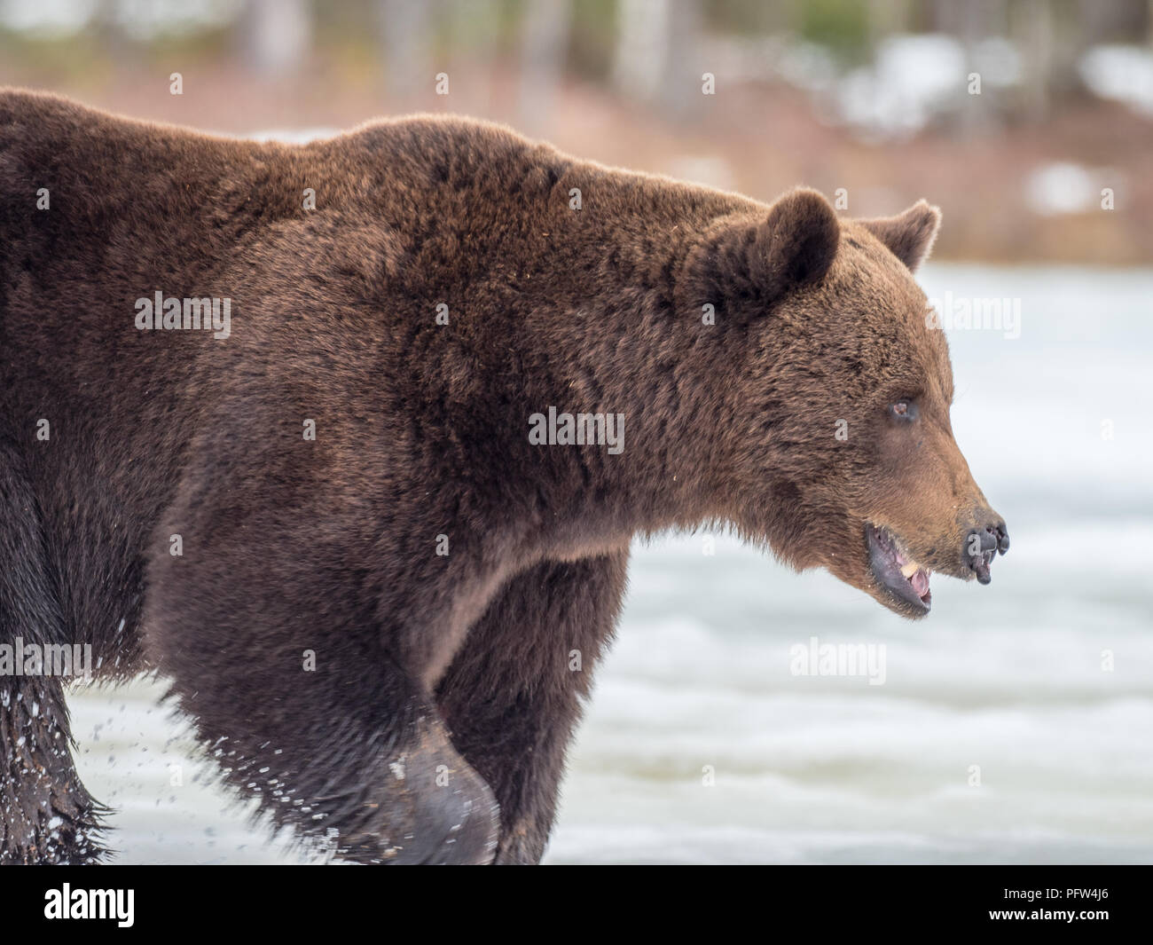 Female brown bear (Ursus arctos) foraging for food in the snow. Finland. Near Russian border