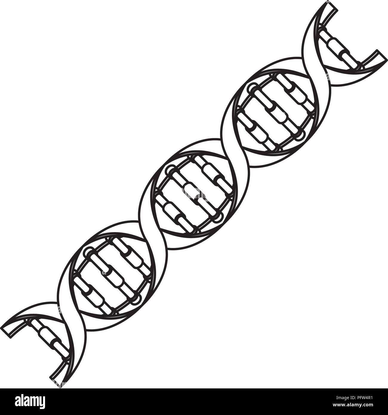 Dna Model Black And White High Resolution Stock Photography and Images