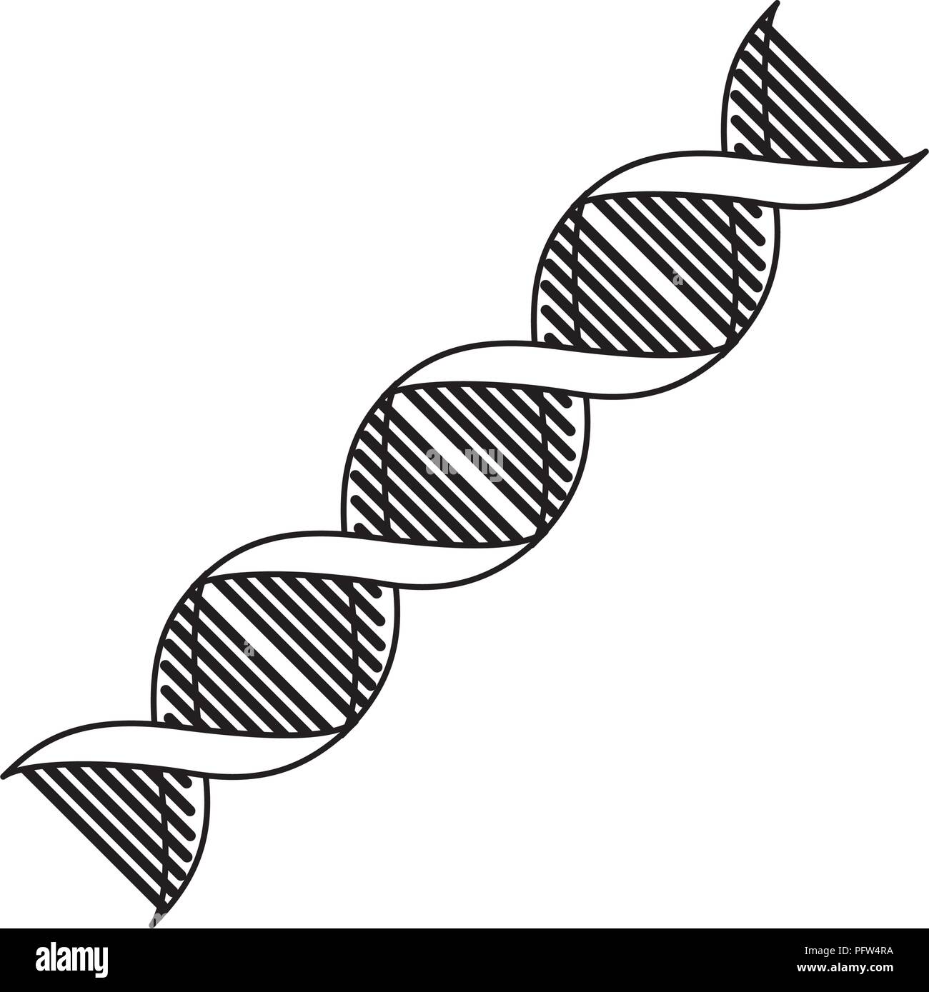 Dna Model Black And White High Resolution Stock Photography and Images