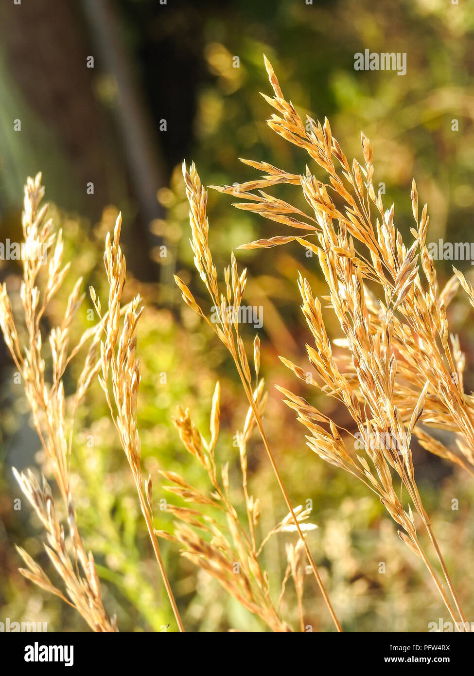 Wild growing plants hi-res stock photography and images - Alamy