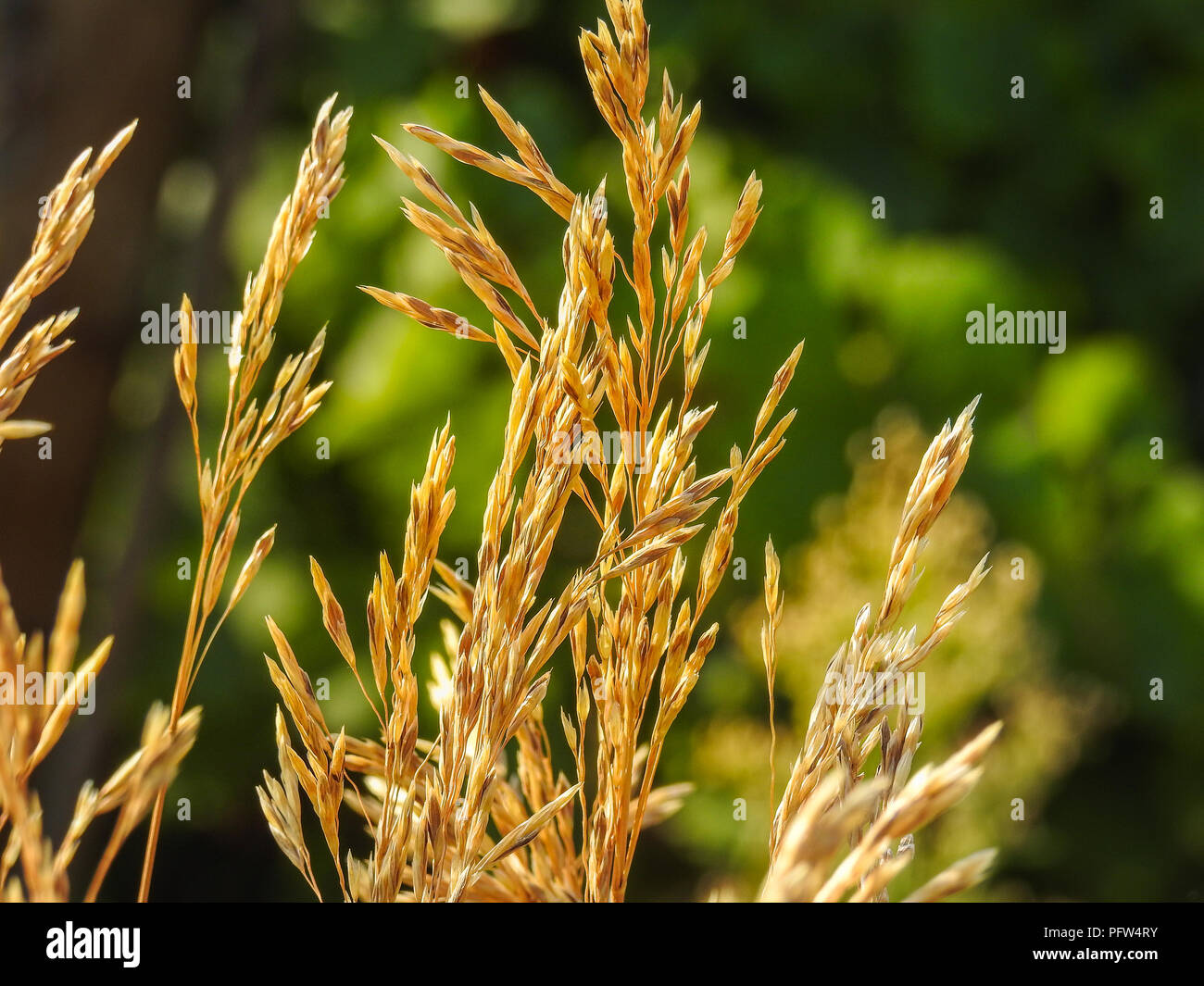 Seed gardening hi-res stock photography and images - Alamy