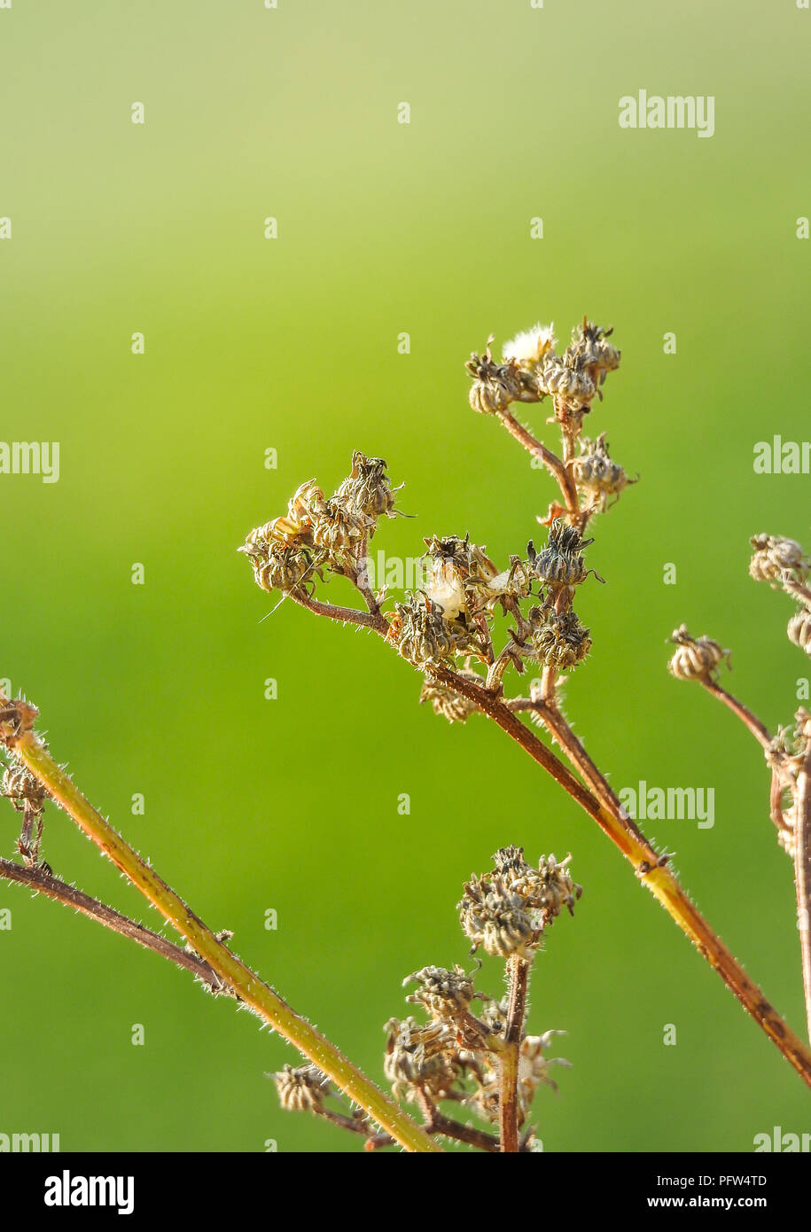 Seed gardening hi-res stock photography and images - Alamy