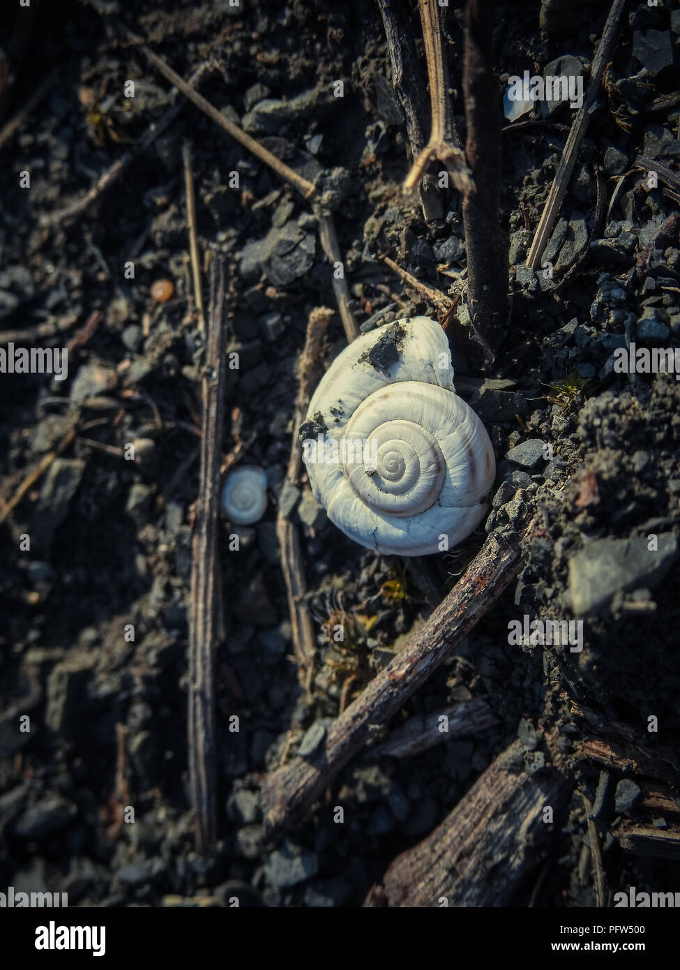 White empty snail shell on the ground Stock Photo