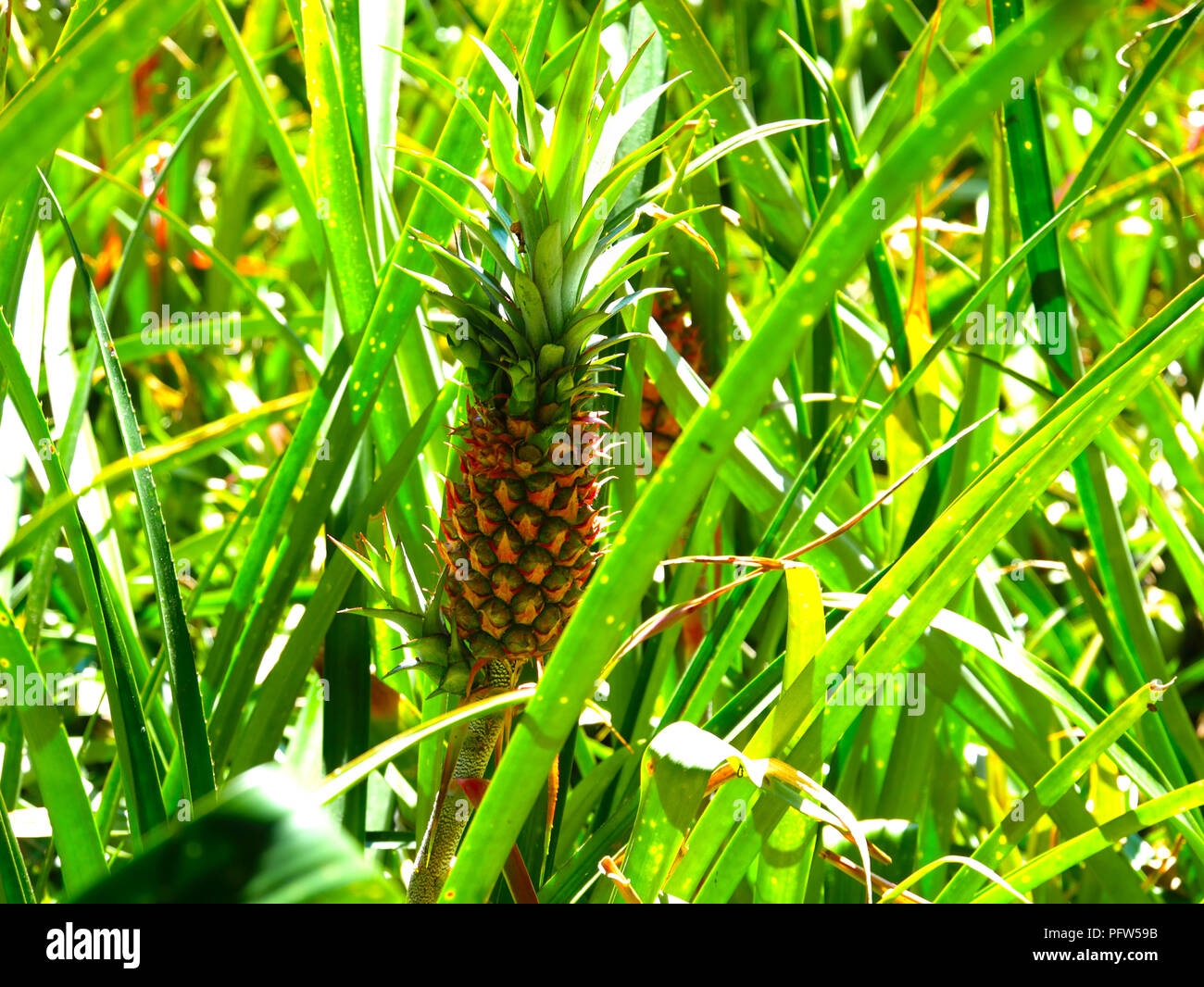 wild pineapple in japan Stock Photo Alamy
