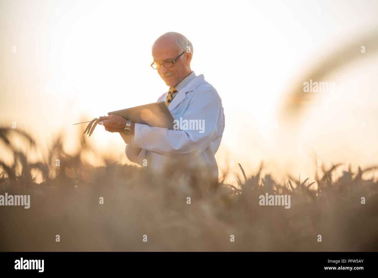 Man doing research on genetically modified grain in wheat field Stock Photo