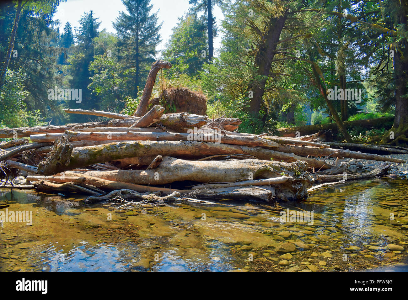 Old Growth forest in Oregon Stock Photo