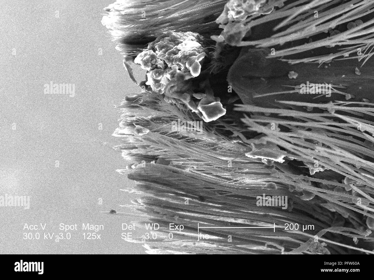 Ultrastructural morphologic features at the distal tip of a male carpenter bee's abdomen (Xylocopa virginica) found in Decatur, Georgia, depicted in the 125x magnified scanning electron microscopic (SEM) image, 2006. Image courtesy Centers for Disease Control (CDC) / Janice Carr, Oren Mayer. () Stock Photo