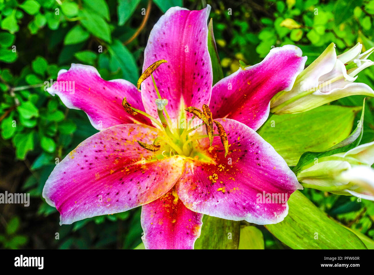 Oriental lily, Lilium ' After Eight ', Oriental lilies Stock Photo