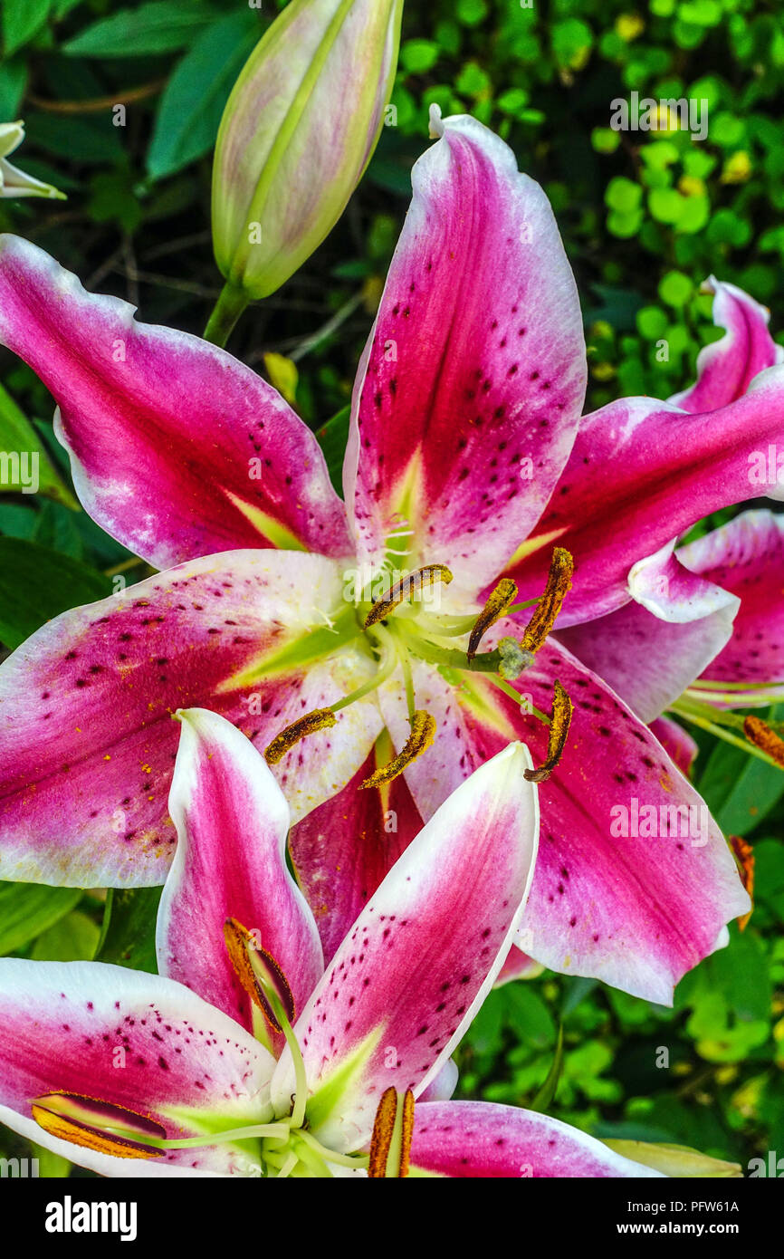 Oriental lily, Lilium ' After Eight ', Oriental lilies flowers Stock Photo