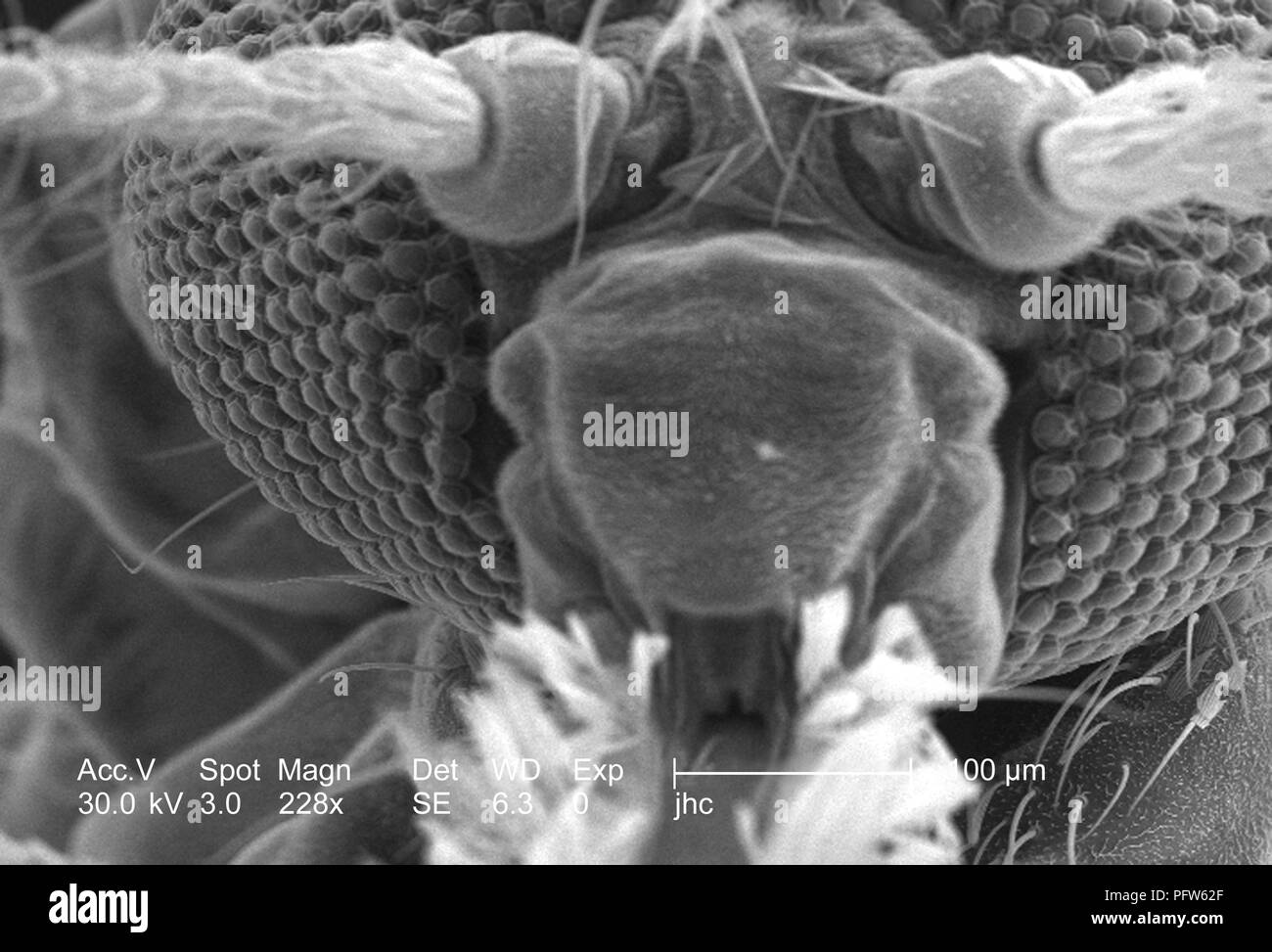 Morphologic features on the exoskeletal surface of an Anopheles gambiae mosquito's anterior head region, revealed in the 228x magnified scanning electron microscopic (SEM) image, 2006. Image courtesy Centers for Disease Control (CDC) / Paul Howell. () Stock Photo