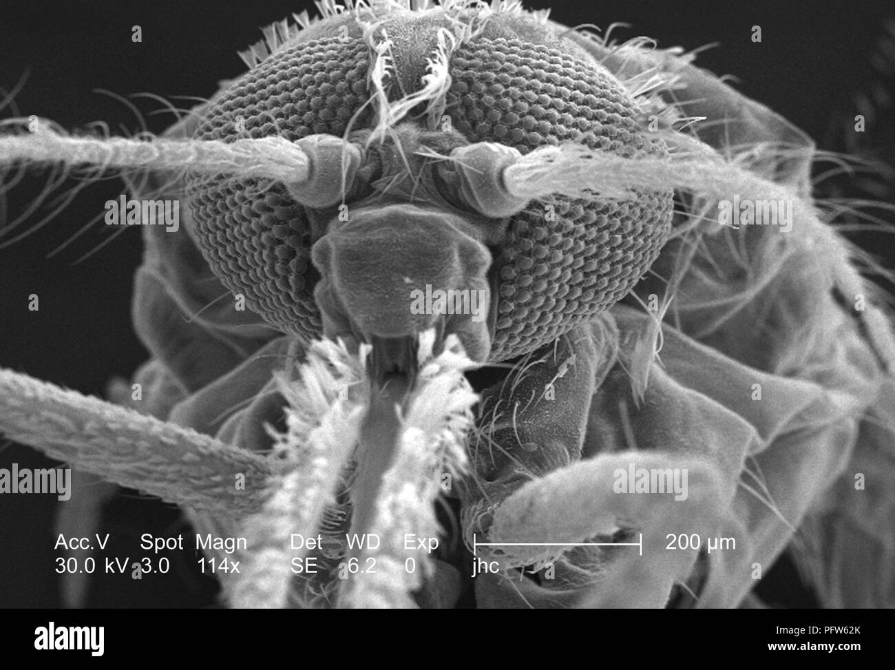Morphologic features on the exoskeletal surface of an Anopheles gambiae mosquito's anterior head region, revealed in the 114x magnified scanning electron microscopic (SEM) image, 2006. Image courtesy Centers for Disease Control (CDC) / Paul Howell. () Stock Photo