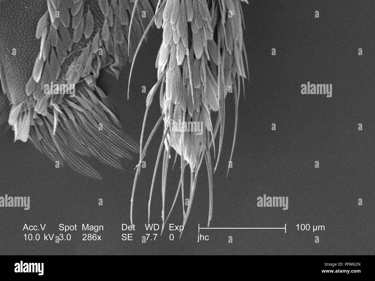 Morphologic features on the exoskeletal surface of an Anopheles dirus mosquito's distal tip, revealed in the 286x magnified scanning electron microscopic (SEM) image, 2006. Image courtesy Centers for Disease Control (CDC) / Paul Howell. () Stock Photo