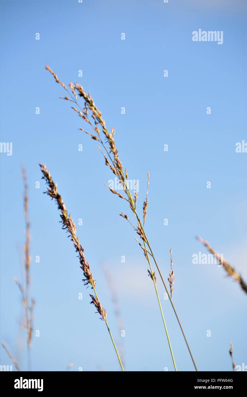 Wild grass close up selective focus against the blue sky Stock Photo