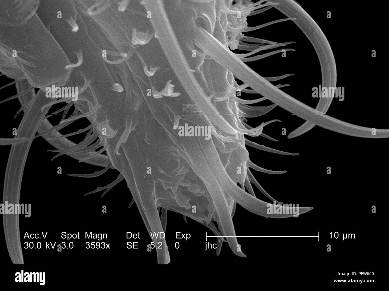 Morphologic features displayed on the distal tip of an Anopheles gambiae mosquito's 'labellum', revealed in the 3593x magnified scanning electron microscopic (SEM) image, 2006. Image courtesy Centers for Disease Control (CDC) / Paul Howell. () Stock Photo