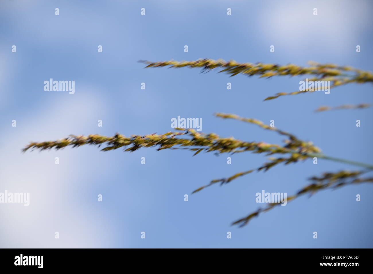 Wild grass close up selective focus against the blue sky Stock Photo