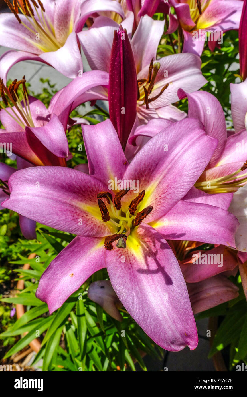 Mountain lilies hires stock photography and images Alamy