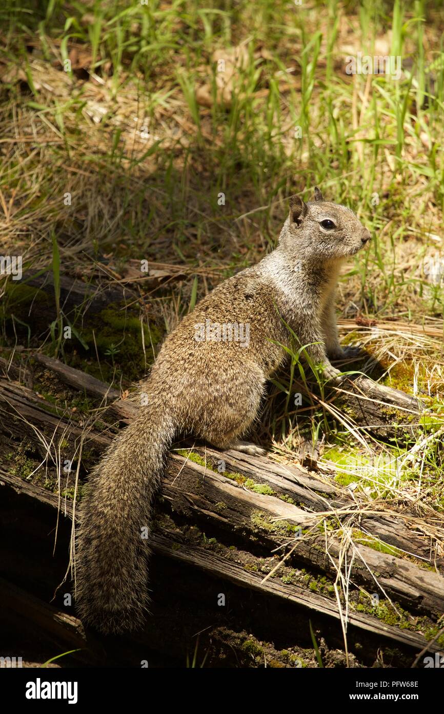 California Ground Squirrel (Spermophilus beecheyi) on grasses and timber, Yosemite National Park, California Stock Photo