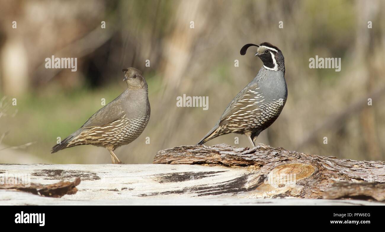 Male and Female California Quail (Callipepla californica) walking along fallen tree trunk, Bass Lake, California Stock Photo