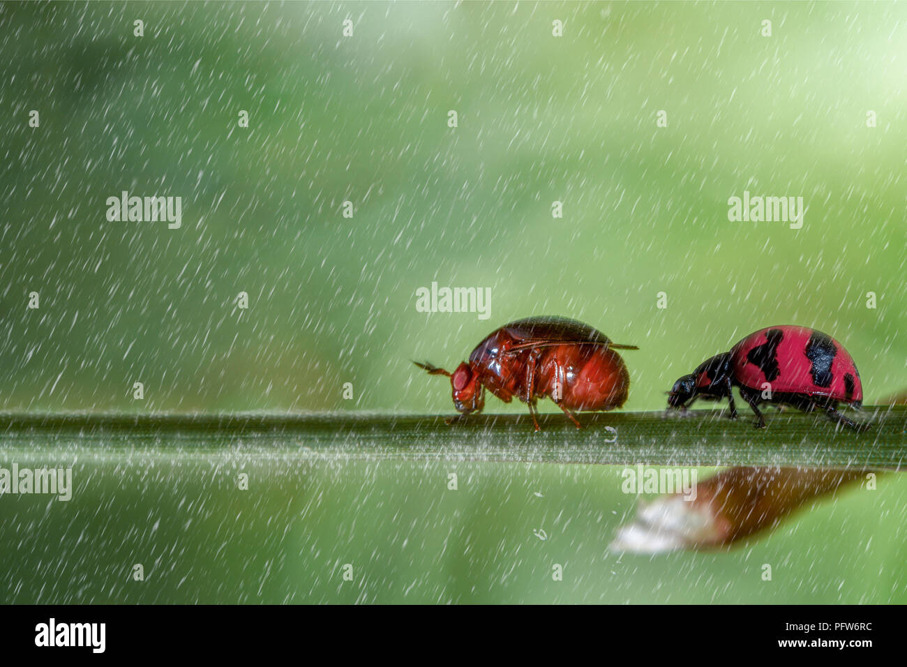 lady bug walking follow orange bug with raining on green background Stock Photo