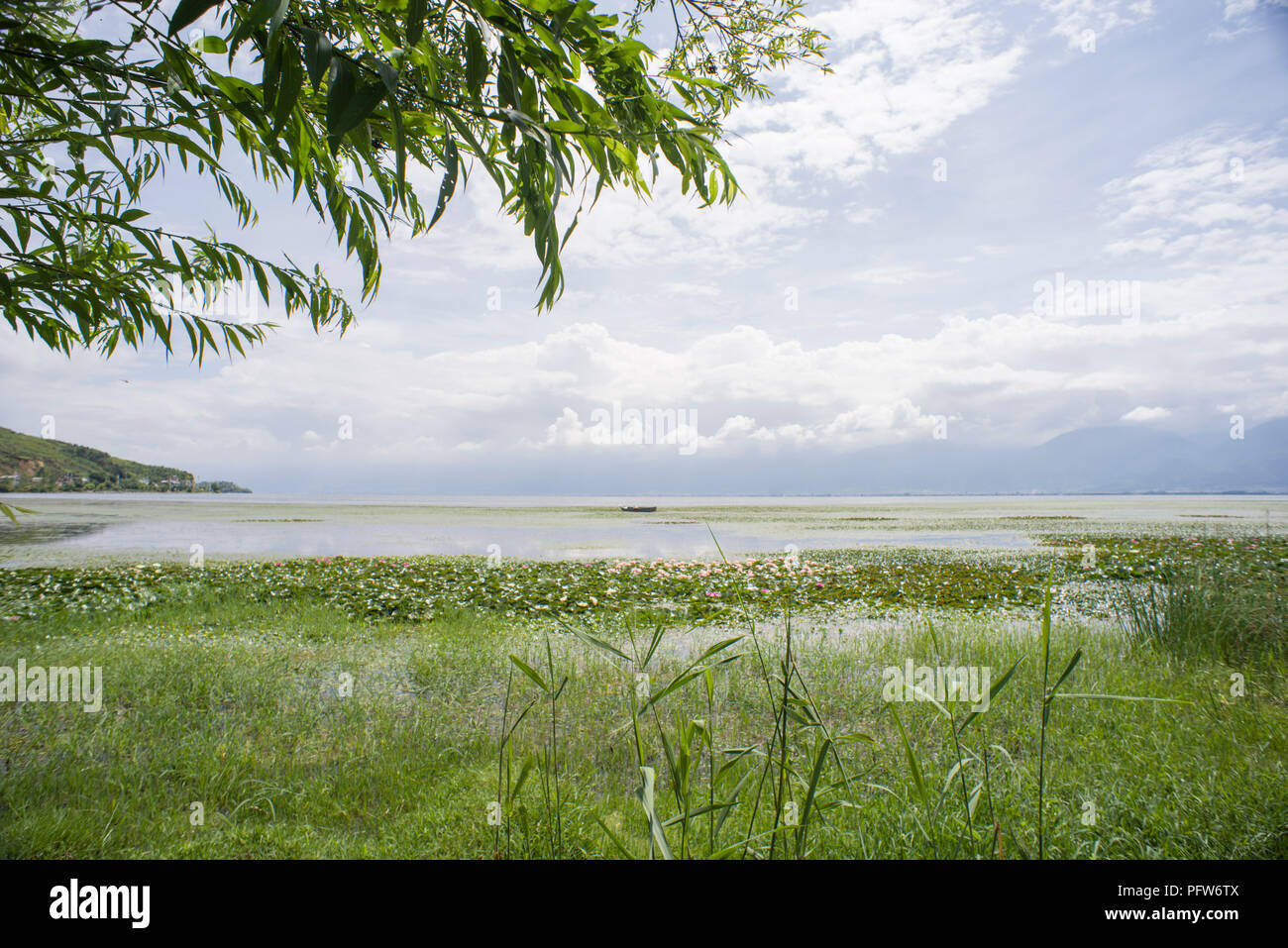 wetland at Erhai lake, Dali, China Stock Photo