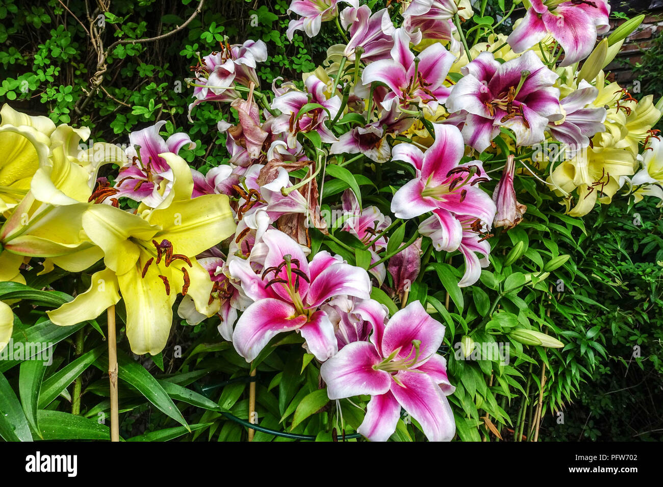 Oriental lily, Lilium ' Lesotho ', Oriental lilies Stock Photo