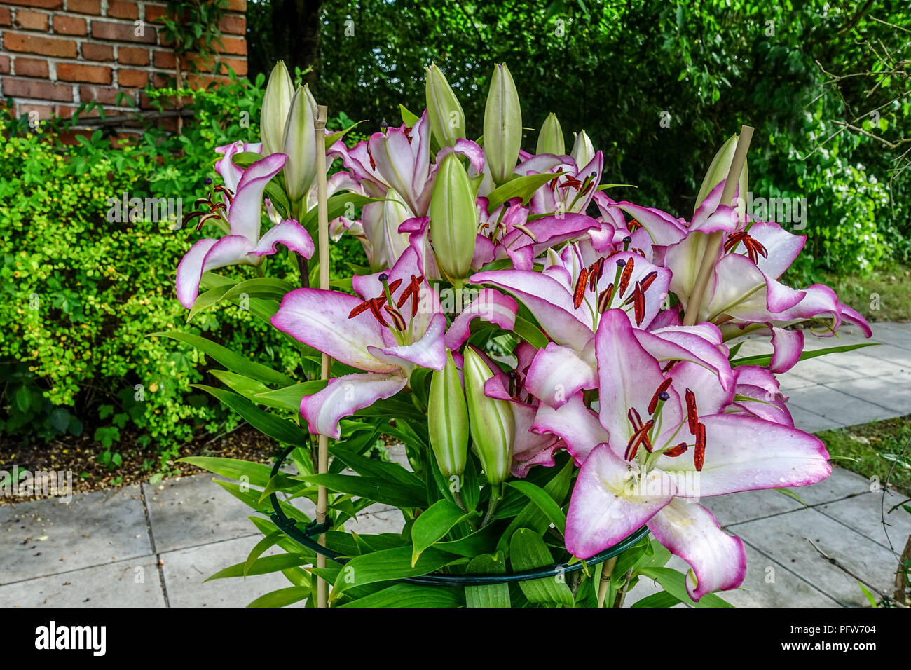 Oriental lily, Lilium " The Edge ", Oriental lilies in garden, flowers