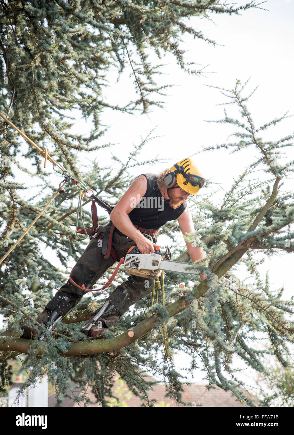 Male Tree Surgeon using a chainsaw with a safety rope Stock Photo Alamy