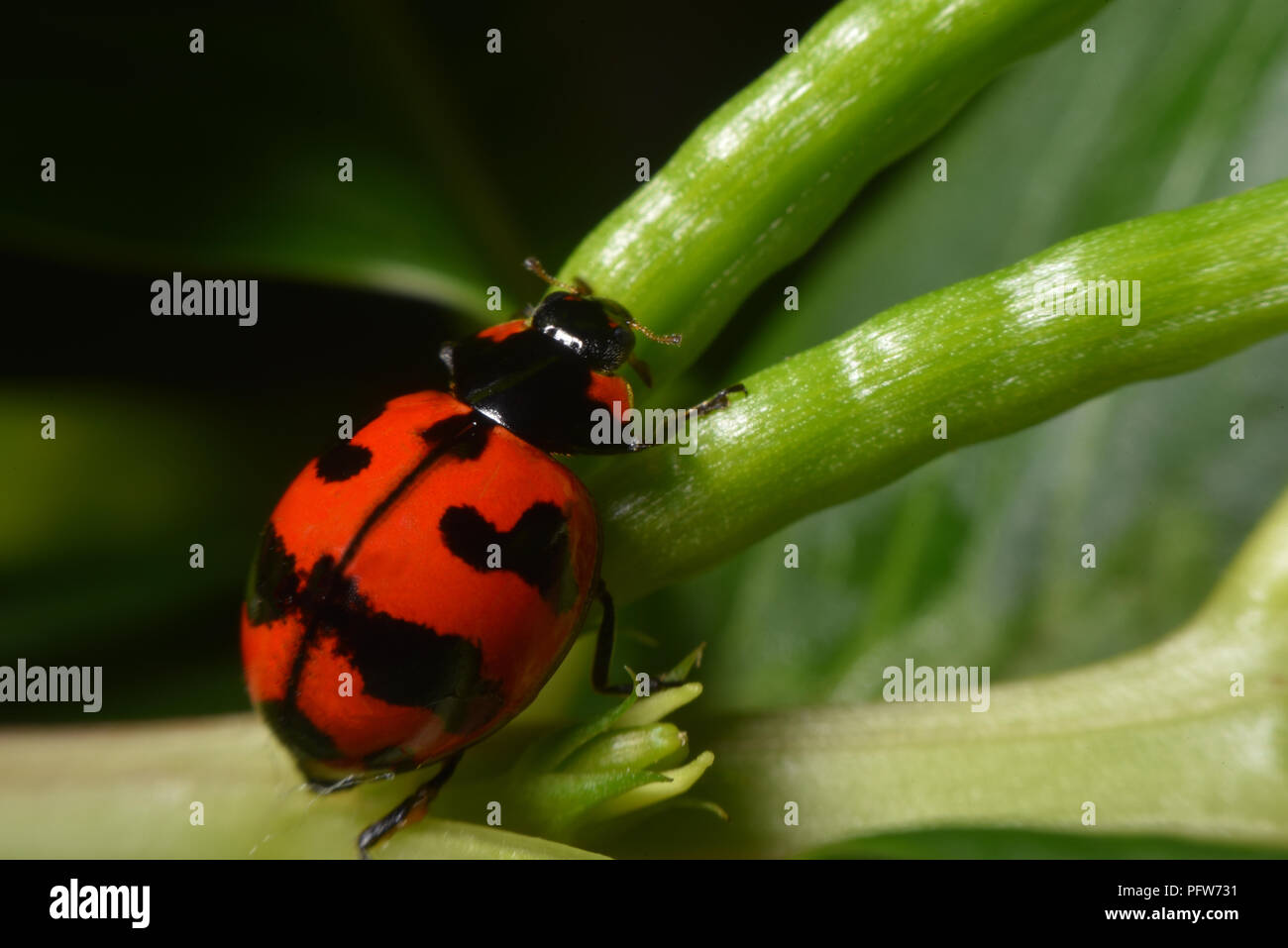 red  lady bug on green leaf Stock Photo