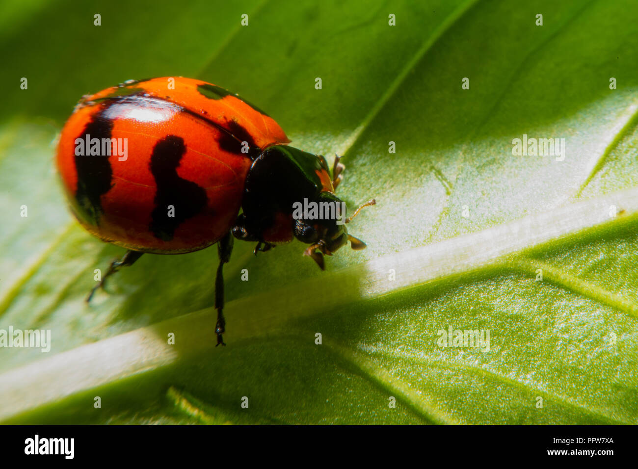 red lady bug on green leaf Stock Photo