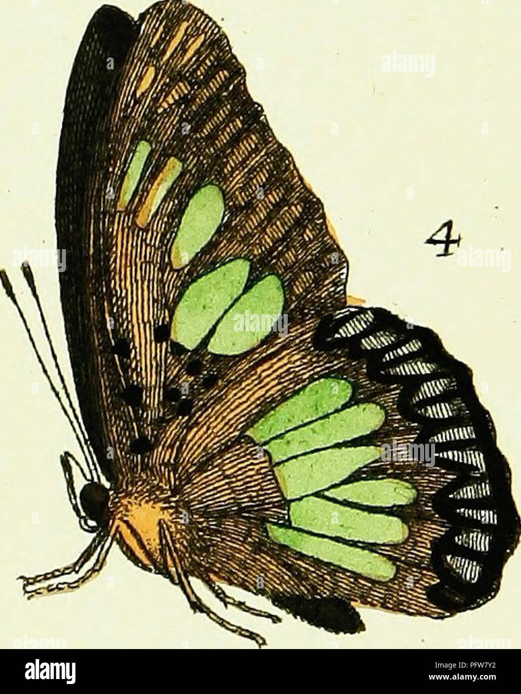 This work showcases over 240 illustrations of exotic insects ...