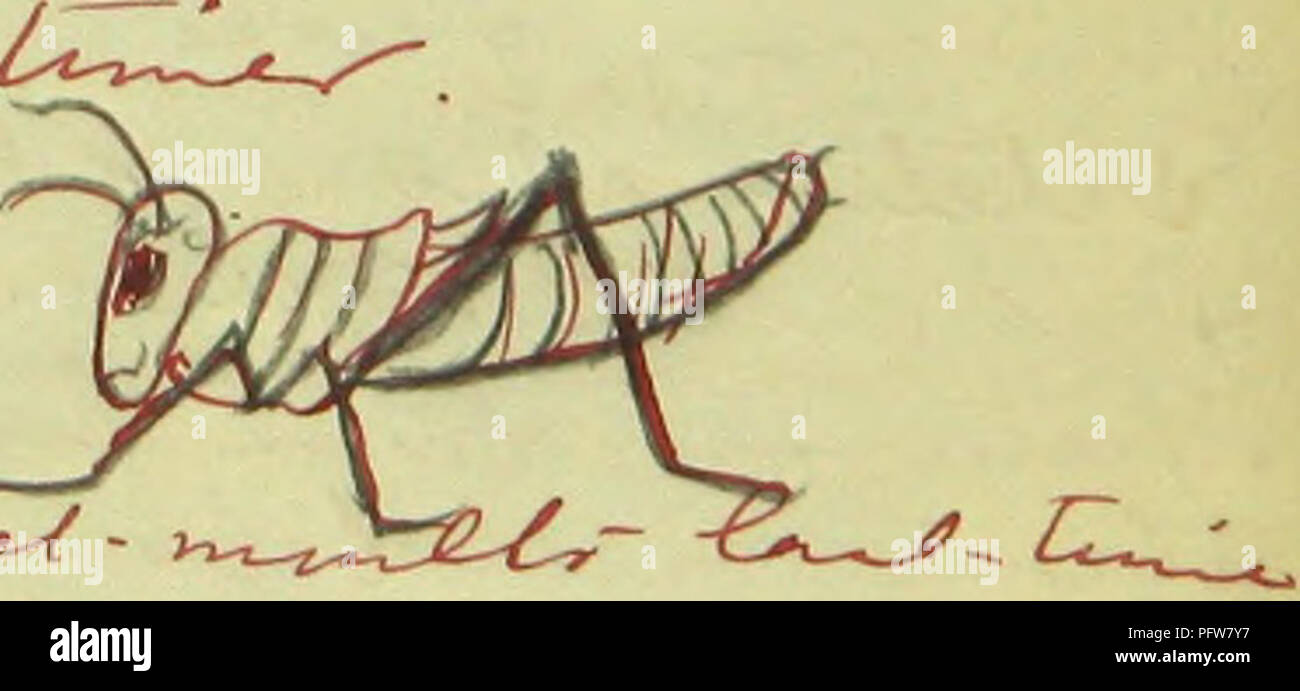 . Notes on entomology: a syllabus of a course of lectures delivered at the Cornell University ... Insects. jL:^ 2^ -l^Oyv ^-^^. Please note that these images are extracted from scanned page images that may have been digitally enhanced for readability - coloration and appearance of these illustrations may not perfectly resemble the original work.. Comstock, John Henry, 1849-1931. Ithaca, N. Y. , University Press Stock Photo