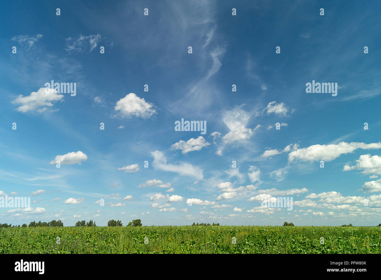 Year landscape with white cloud on background blue sky Stock Photo