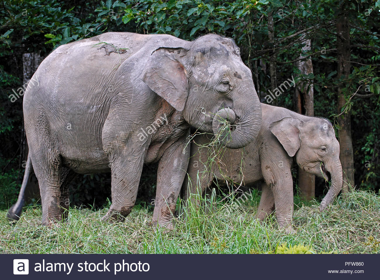 Borneo Pygmy Elephant Stock Photos & Borneo Pygmy Elephant Stock Images