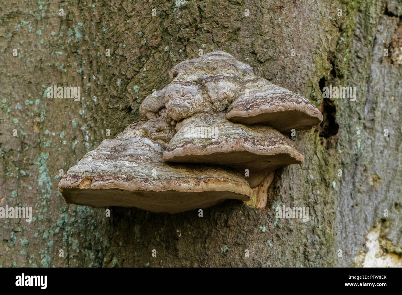 Closeup with fungi on the bark of an old tree Stock Photo - Alamy
