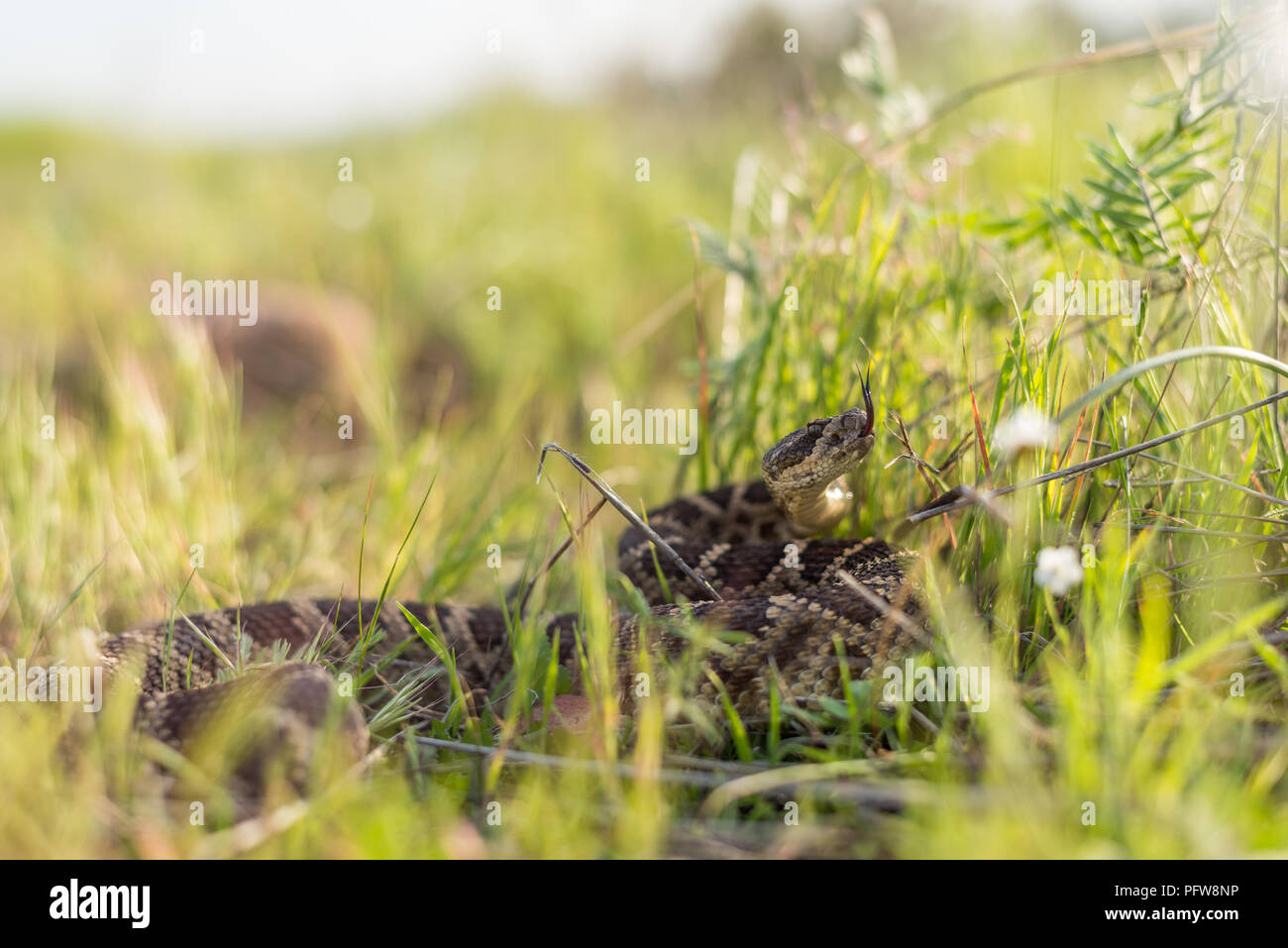Rattlesnake grass hires stock photography and images Alamy