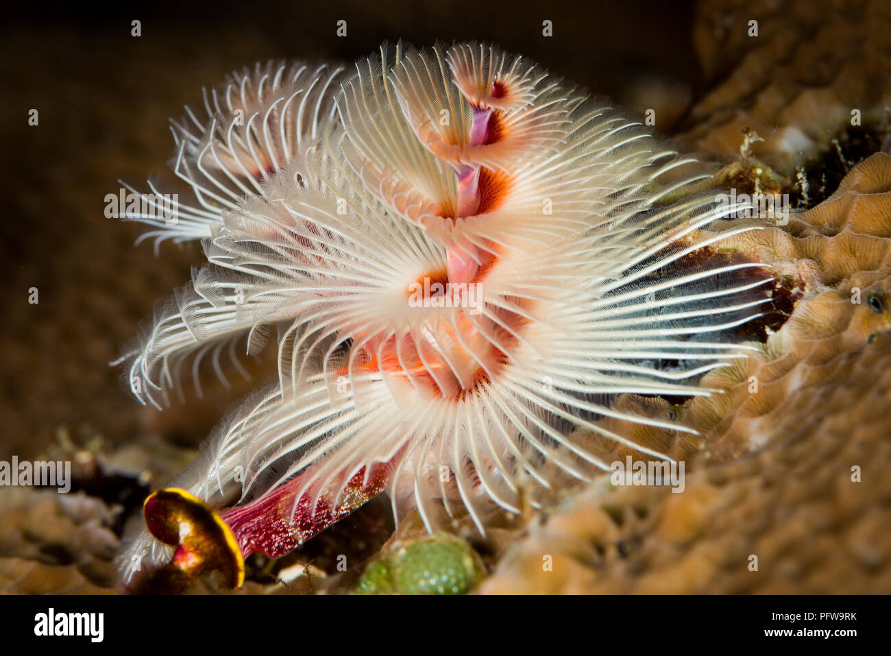 Spirobranchus giganteus, commonly known as Christmas tree worms, are