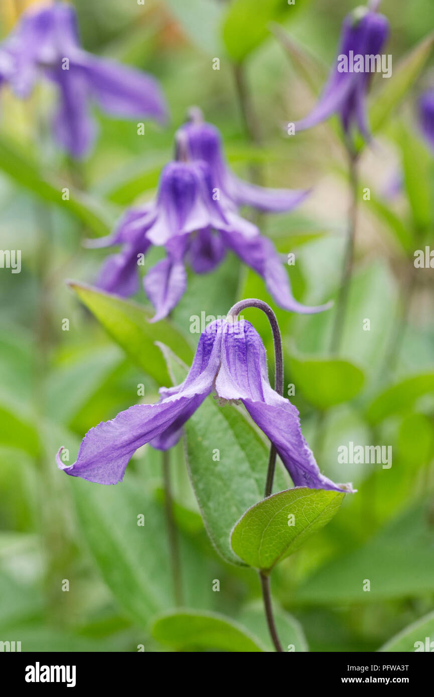 Clematis integrifolia flowers. Stock Photo
