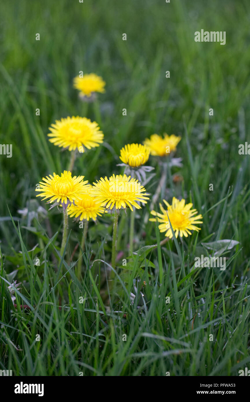 Taraxacum officinale. Dandelions in the grass. Stock Photo
