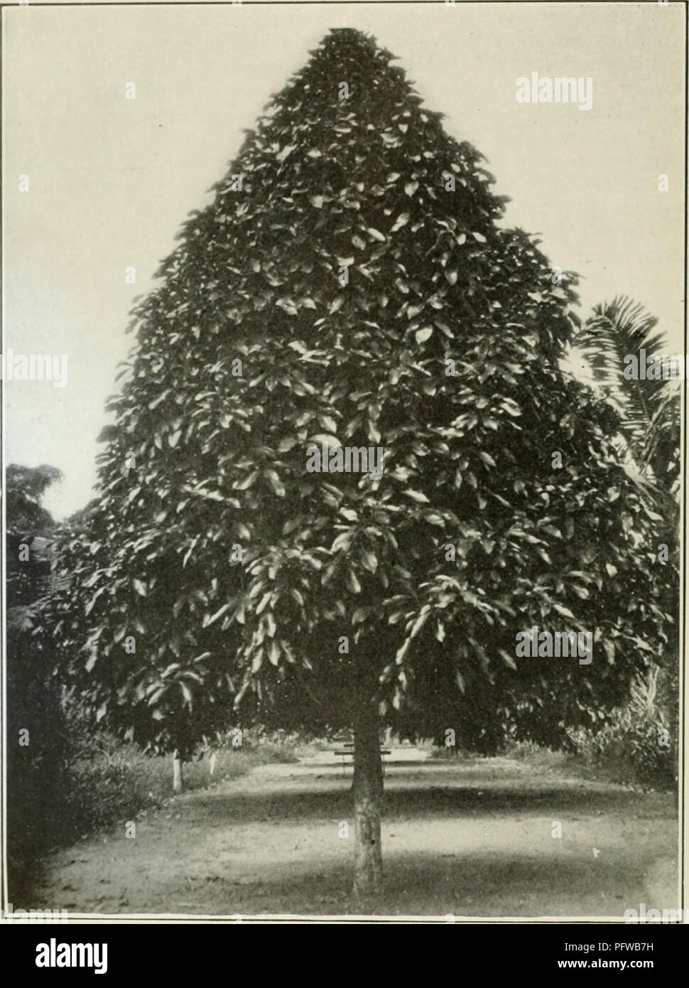 The Cuba review. 12 T H K C U B A R E V I E W. The Pomarrosa of Cuba. Some  Uncommon Fruit Trees of Cuba By C. D. Mell