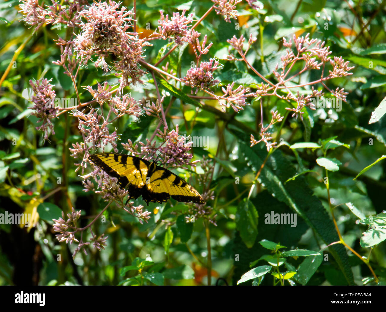 Eastern tiger swallowtail butterfly hangs on a Joe Pye weed Stock Photo ...